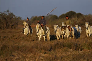 French cowboys or Guardians, rounding up