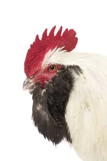Caruncles Gallery: French Faverolles Chicken Cockerel / Rooster