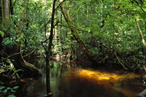 Images Dated 1st May 2007: French Guiana Forest