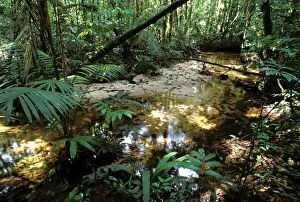 Images Dated 9th November 2010: French Guyana - rainforest
