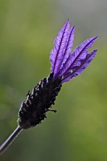 French Lavender - detailed study of blossom