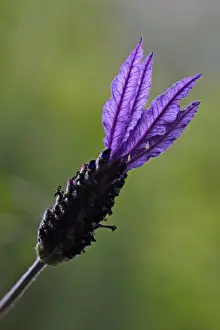 Lavenders Prints: French Lavender - detailed study of blossom Extremadura Spain