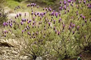 Cyprus Prints: French Lavender (Lavandula stoechas), Cyprus