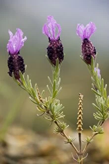 Images Dated 14th March 2007: French Lavender (Lavandula stoechas), Cyprus