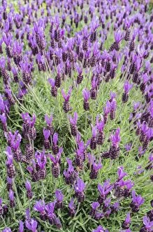 French lavender, Norfolk UK