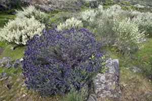 Bush Prints: French Lavender and White Broom (Lygos raetam) - Extremadura, Spain
