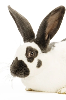 French Papillon Rabbit