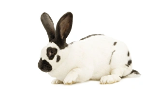 French Papillon Rabbit