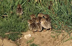 Partridges Prints: French Partridge - chicks