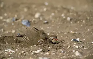 Partridges Prints: French Partridge - dust bathing