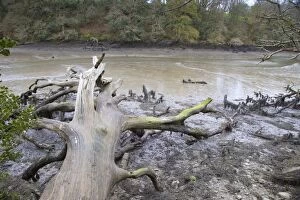 Images Dated 22nd April 2012: Frenchman's Creek - Low Tide