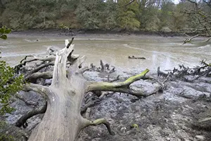 Estuary Prints: Frenchman's Creek - Low Tide - Cornwall - UK