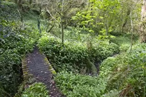 Images Dated 22nd April 2012: Frenchman's Creek - Wild Garlic - Spring - Cornwall - UK