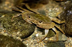 Fresh-water crab (unidentified) waits for prey to come with the current in a small stream in primary rainforest of river Danum valley, Sabah, Borneo, Malaysia; night in June. Ma39. 3313