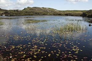 Fresh water loch with white water lilies