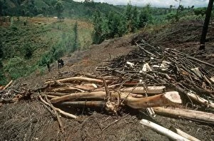 Images Dated 29th August 2008: Freshly felled trees awaiting charcoal burning in Aberdares Kenya