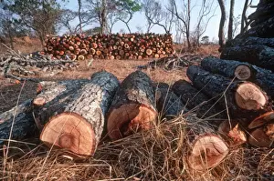 Production Prints: Freshly felled trees inmiombo woodland awaiting charcoal burning in forest reserve near Lusaka Zambia