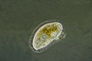 Cell Gallery: Freshwater Ciliates