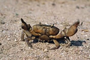 Images Dated 26th August 2011: Freshwater Crab - on sand - Panna National Park - India