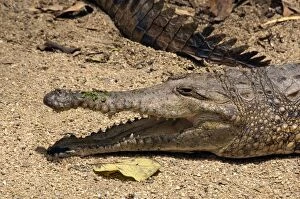 Freshwater Crocodile - gaping to lose heat - captive