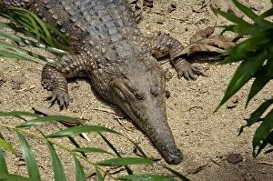 Freshwater Crocodile - resting - captive