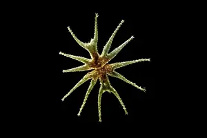 Freshwater Desmid