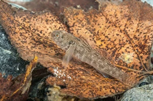 Freshwater Goby (Padogobius bonelli) in its natural environment, Piedmont, Italy Date: 12-Oct-12