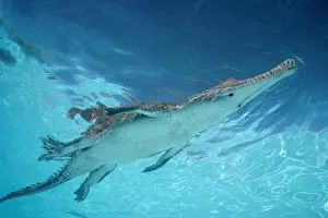 Sinister Prints: Freshwater / Johnston Crocodile Australia