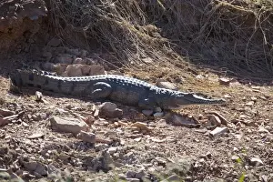 Freshwater / Johnston Crocodile A wild animal on the shores of Lake Argyle, in the far northeast of Western Australia
