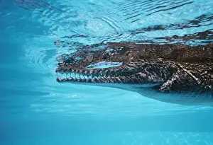 Sinister Prints: Freshwater / Johnston's Crocodile Australia