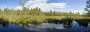 Freshwater Marsh in White Memorial Preserve