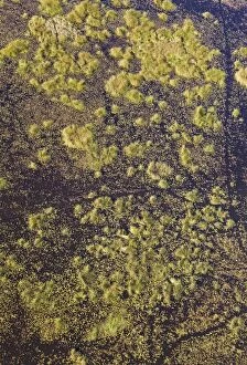 Freshwater marshes with animal trails aerial view
