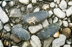 Mollusc Prints: Freshwater Pearl Mussel shells legally protected in UK