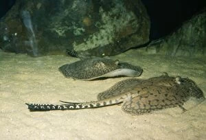 Images Dated 27th September 2004: Freshwater Stingray South America