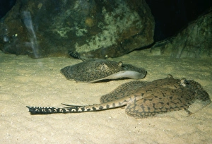 Images Dated 27th September 2004: Freshwater Stingray South America