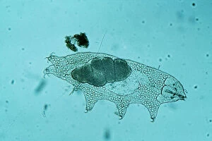 Microscopic Gallery: Freshwater TARDIGRADE - Water Bear / Tardigrada