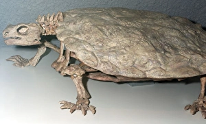 Images Dated 22nd April 2007: Freshwater Turtle: Fossil from the Triassic