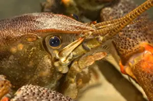 Seabed Prints: Freshwater White-clawed Crayfish - head close up - Tuscany - Italy