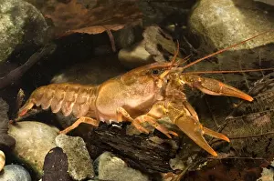 Freshwater White-clawed Crayfish - young - Tuscany - Italy