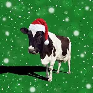 Cattles Prints: Fresian Cattle, cow wearing Birthday party hat