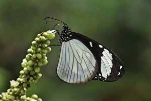 The Friar nymphalid butterfly