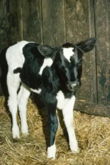Friesian / Ayrshire Cattle - calf