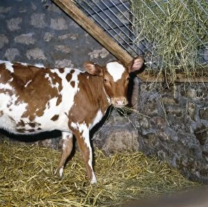 Friesian / Ayrshire Cattle - calves