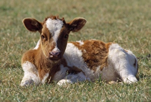 Images Dated 15th July 2009: Friesian Cattle - calf