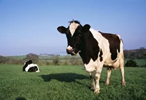 FRIESIAN CATTLE - x two, chewing cud, one sitting in field