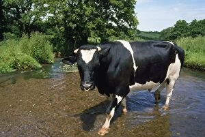 Friesian Cow - bull standing in stream