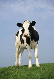 Friesian Cow / Cattle - standing in field