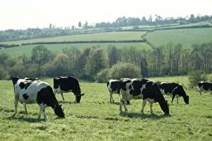 Images Dated 14th December 2007: Friesian Cow - grazing