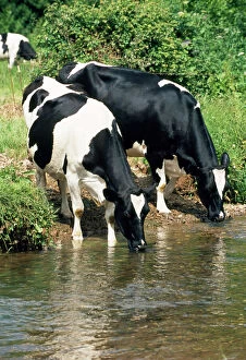 Friesian COWS - Drinking from river