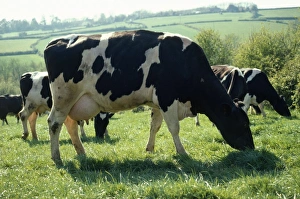 Images Dated 14th December 2007: Friesian Cows - grazing